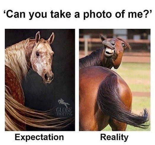 Funny horse posing image