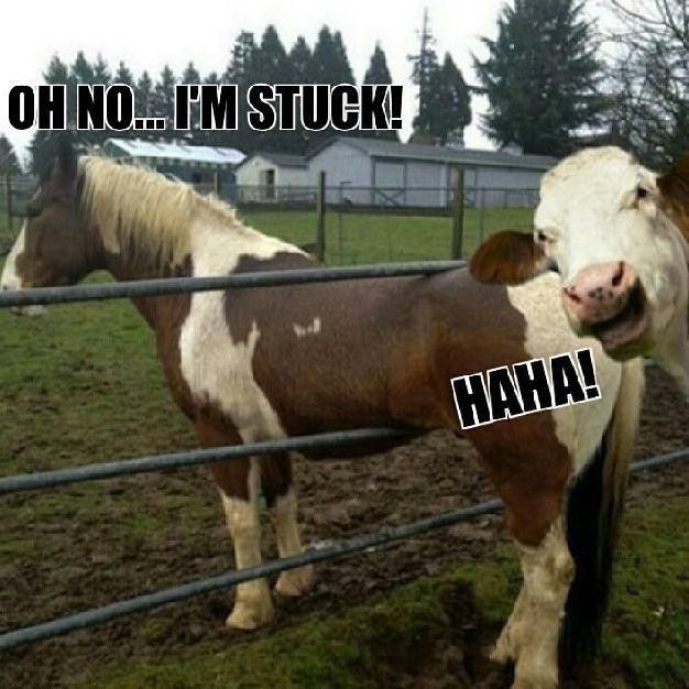 Funny horse stuck in a fence