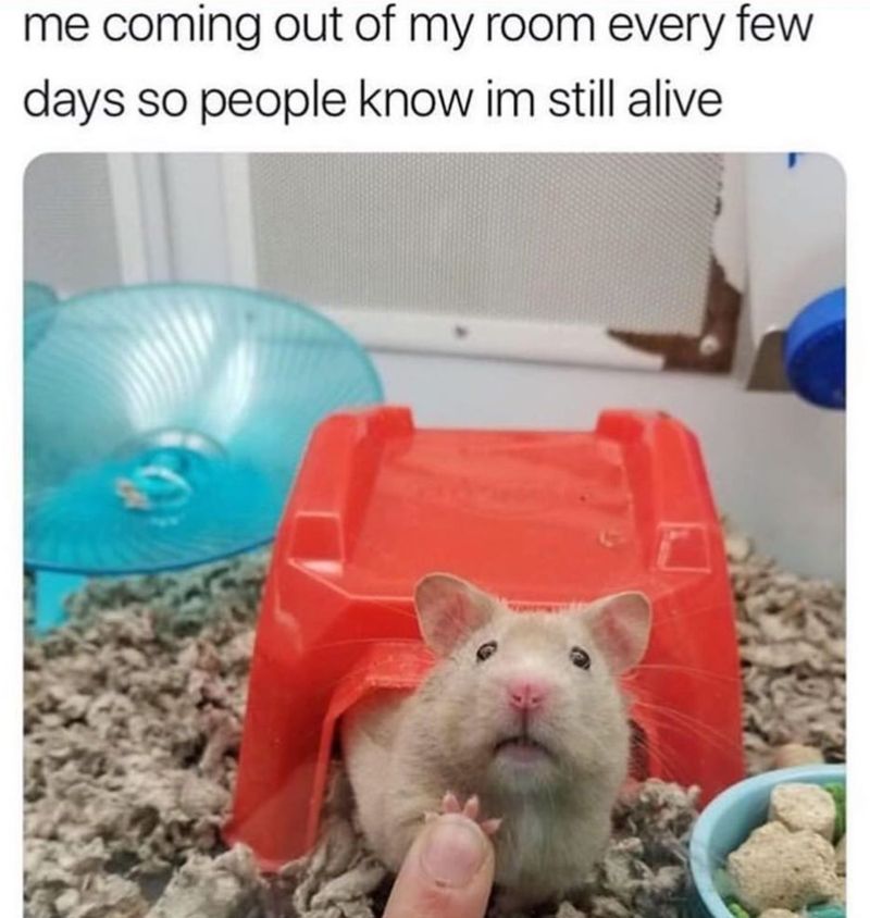 Funny introvert hamster meme