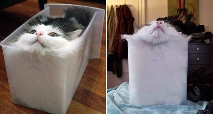 Funny liquid cat