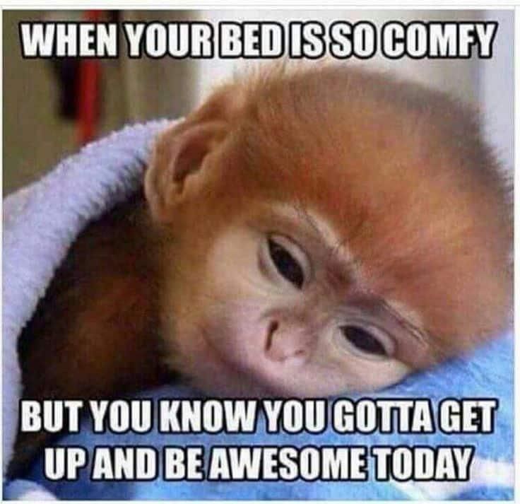 Funny monkey meme