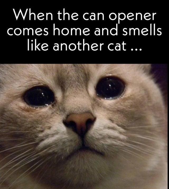 Funny pet cat meme