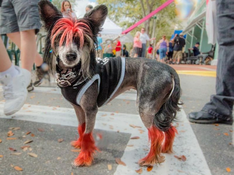 Funny purebred punk dog with orange hair