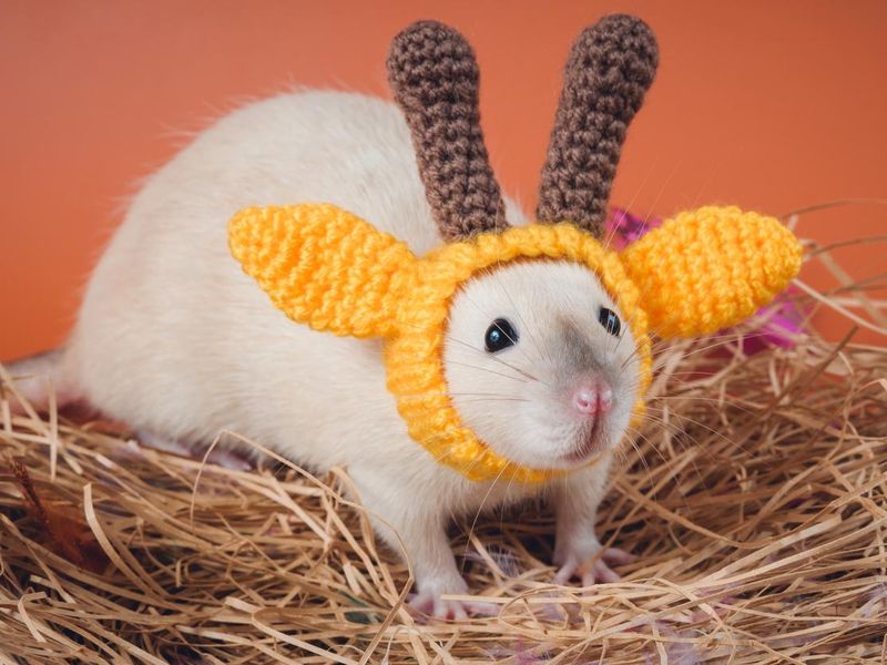Funny rat in a funny costume