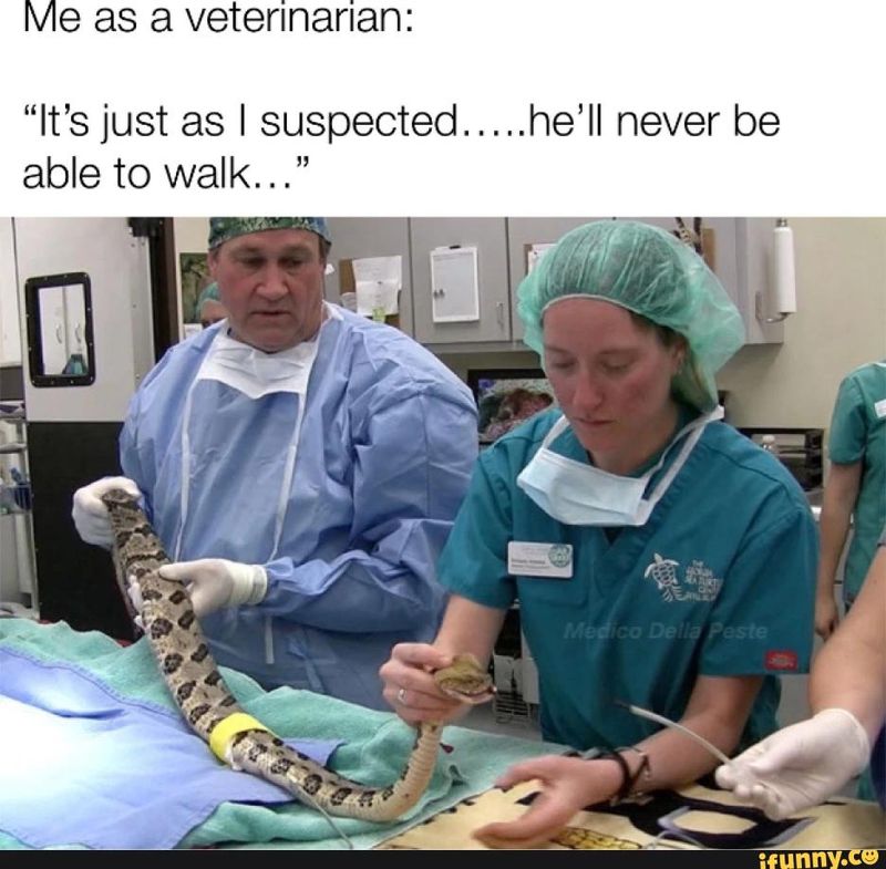 Funny snake meme