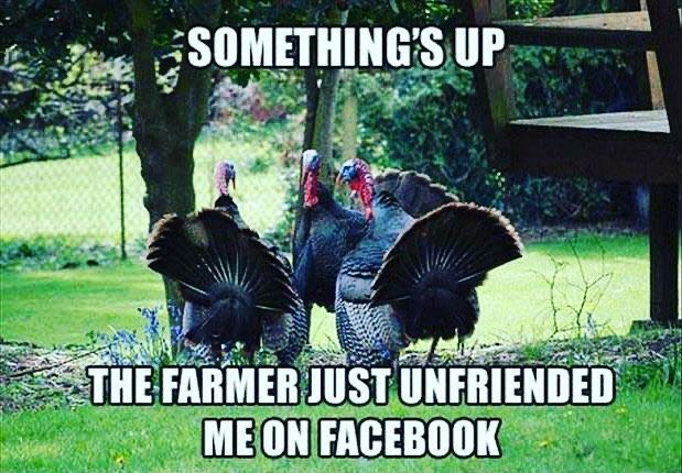Funny turkey meme