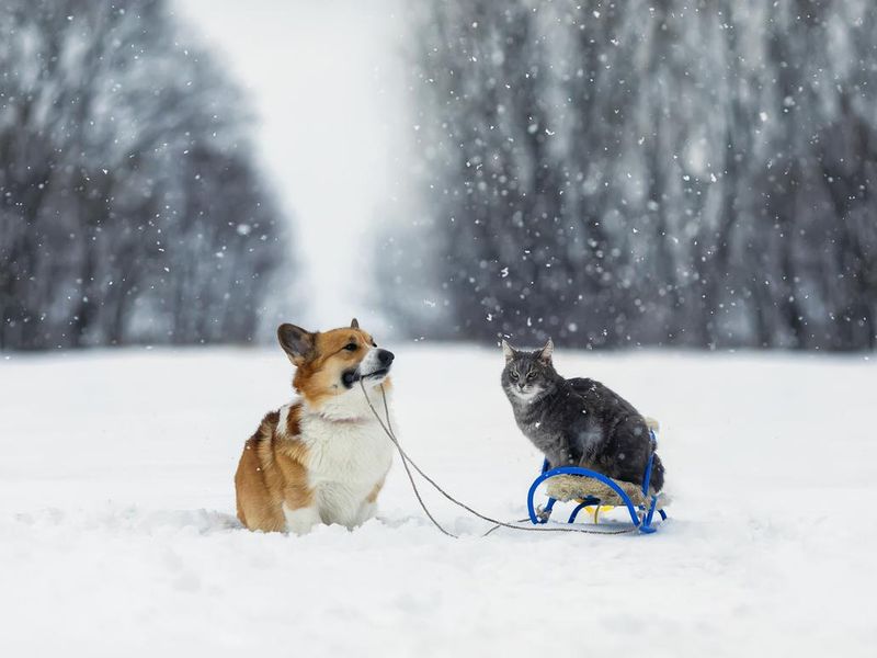 Furry friends: Gorgi carries a striped cat on a sled in winter park