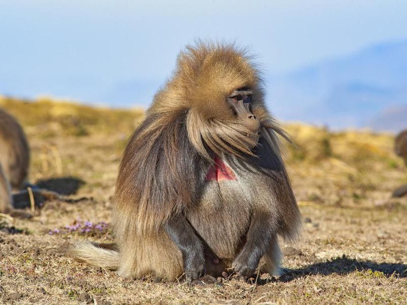 Gelada baboon in Ethiopia