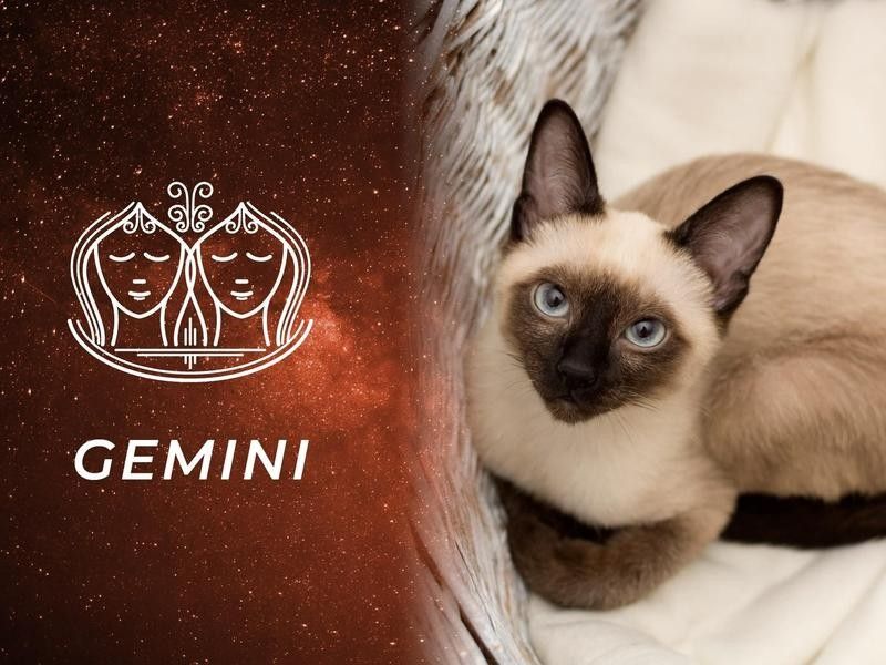 Gemini: Siamese