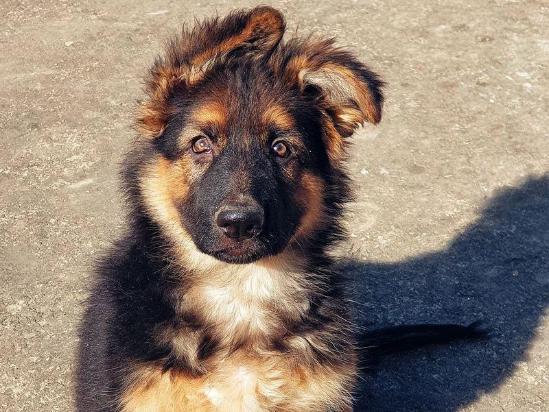 German Shepard Puppy with Floppy Ears