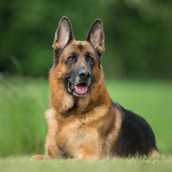 Breed Spotlight: German Shepherd Dogs 101