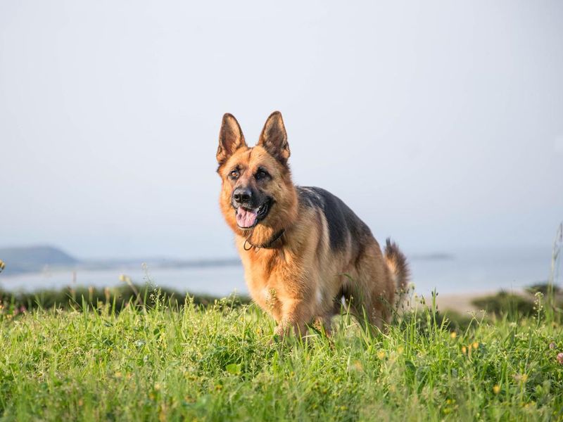 German shepherd dog behavior
