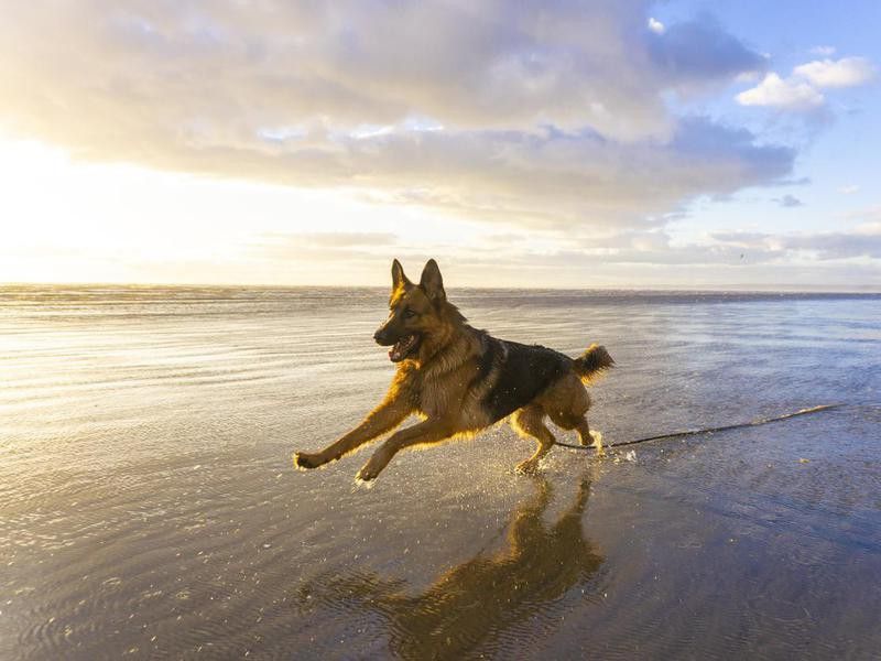 German Shepherd Dog in action on beach