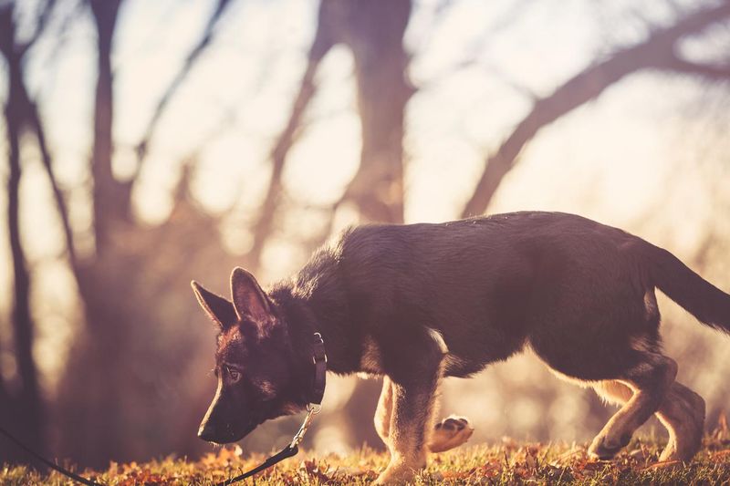 German Shepherd Dog Walking and Sniffing