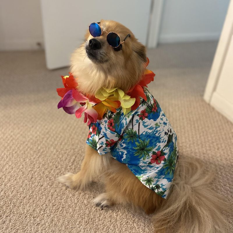 Geyoga 3 Pieces Pet Dog Hawaiian Costume
