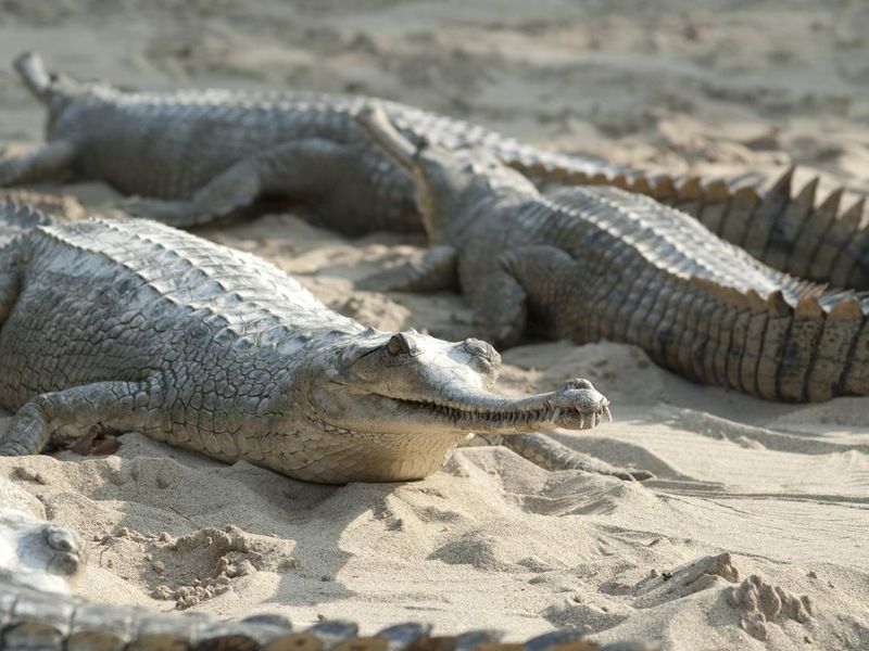 Gharial crocodile in sand