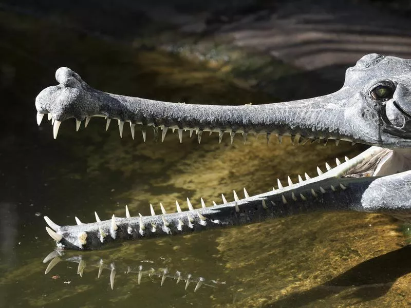 27 Prehistoric Animals That Are Still Alive Today | Far & Wide