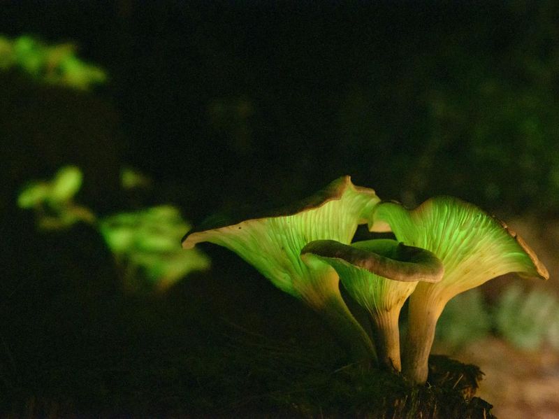 Ghost Mushroom, Omphalotus nidiformis, Australia