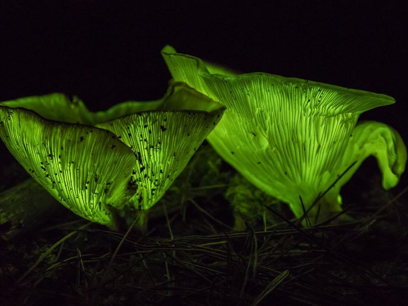 Ghost Mushrooms, South Australia