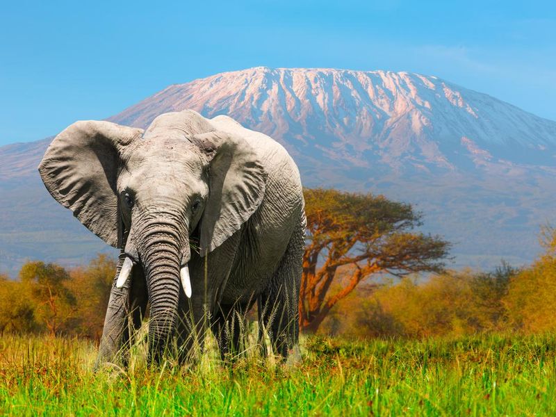 Giant elephant grazing at Amboseli below Mt. Kilimanjaro