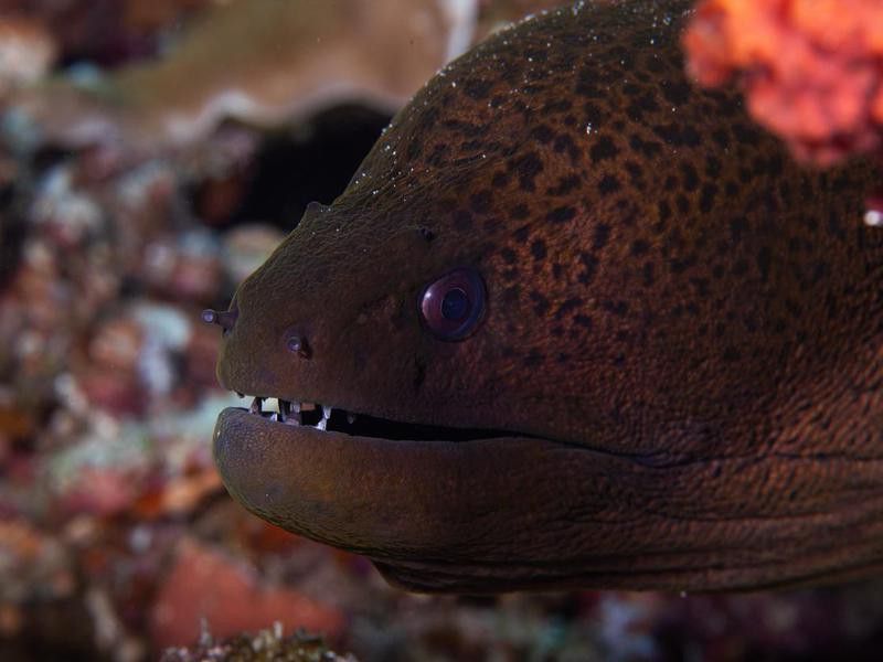 Giant moray eel, underwater Gymnothorax miliaris