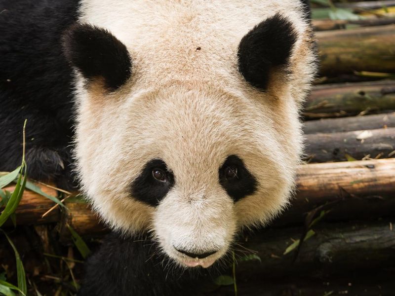 Giant panda's face