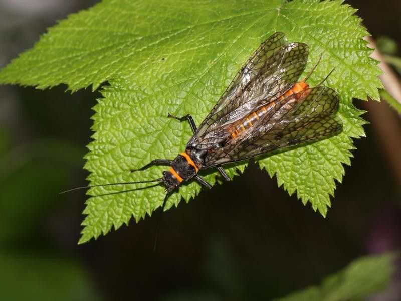 Giant Salmonfly