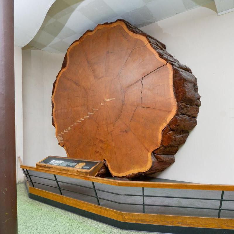 Giant sequoia slab at the American Museum of Natural History