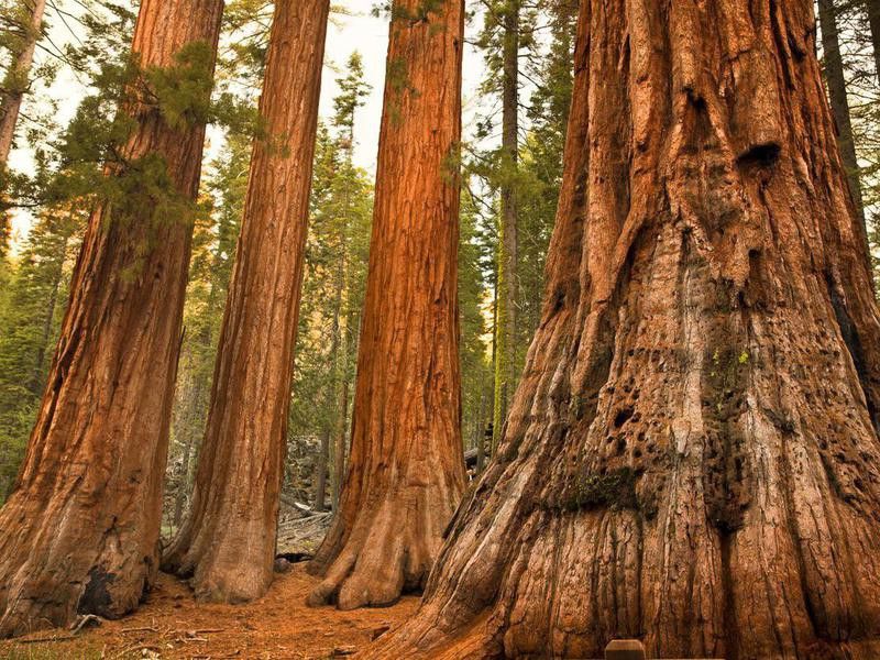 Giant sequoias at Mariposa Grove in Yosemite National Park