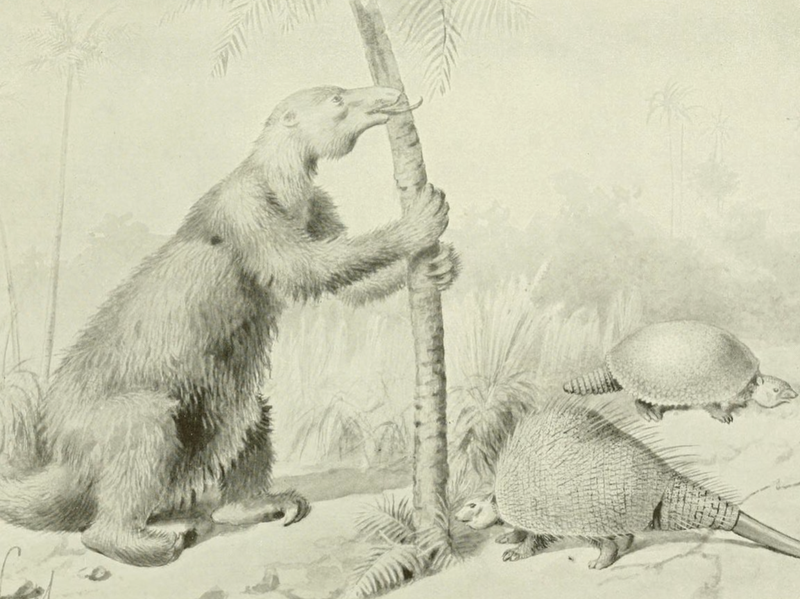 Giant sloth eating