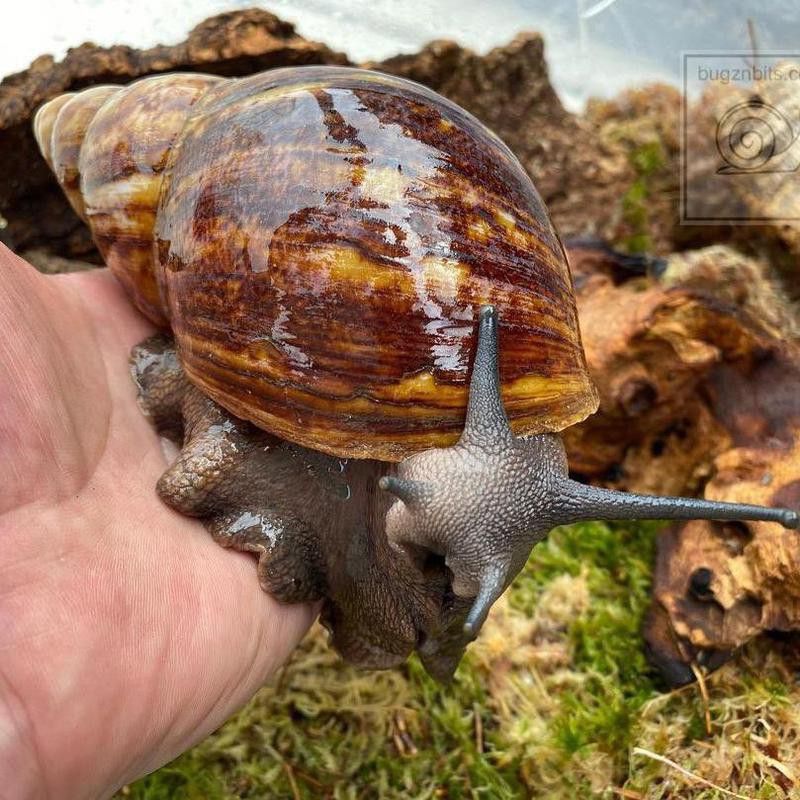 Giant slug pet