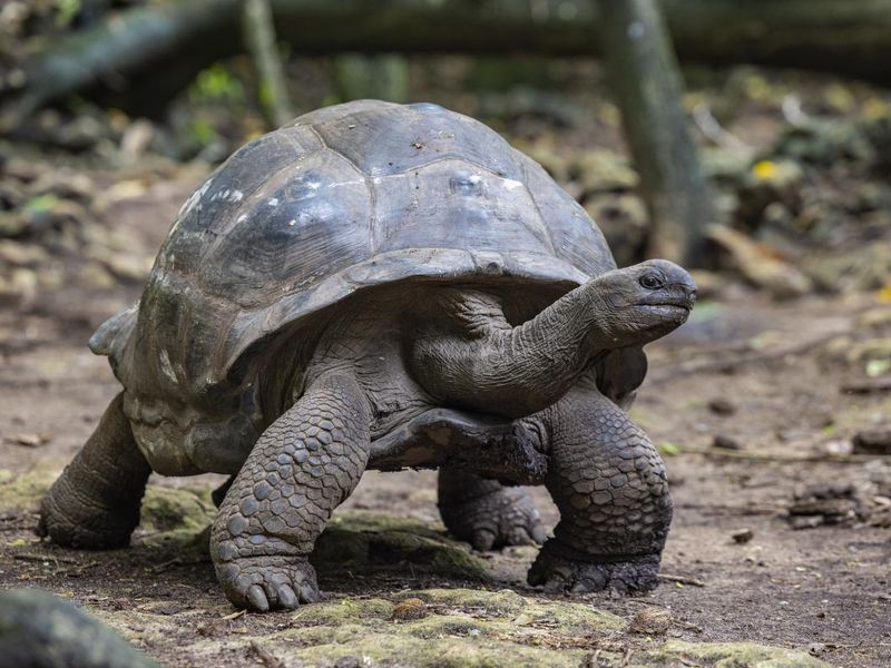Giant tortoise Cousin Island, Seychelles