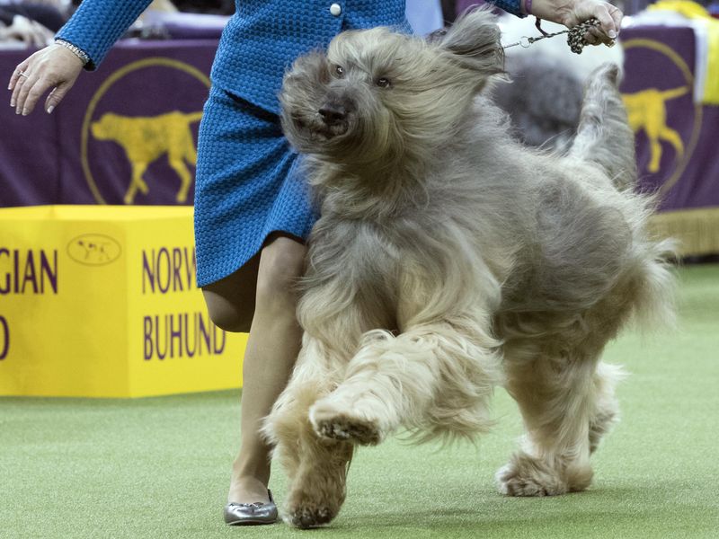 Gibbs, a briard, competes in the herding group during the 142nd Westminster Kennel Club Dog Show, Monday, Feb. 12, 2018, at Madison Square Garden in New York
