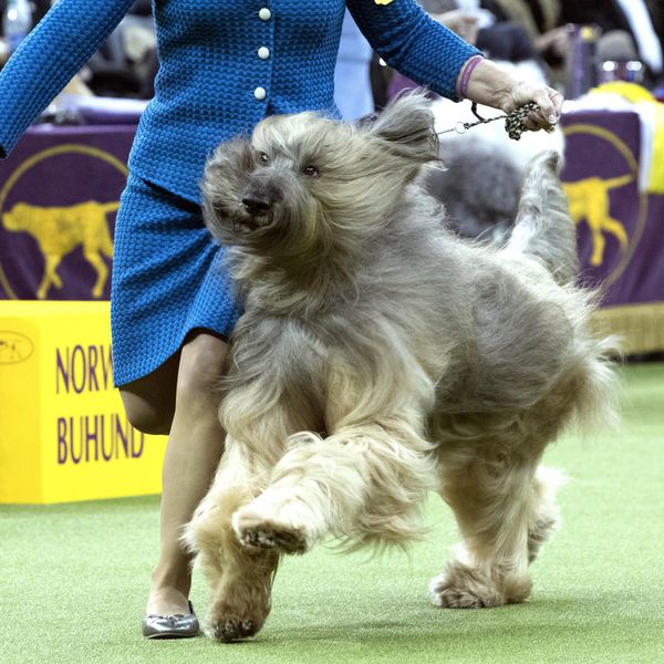 15 Funniest Names of Westminster Show Dogs