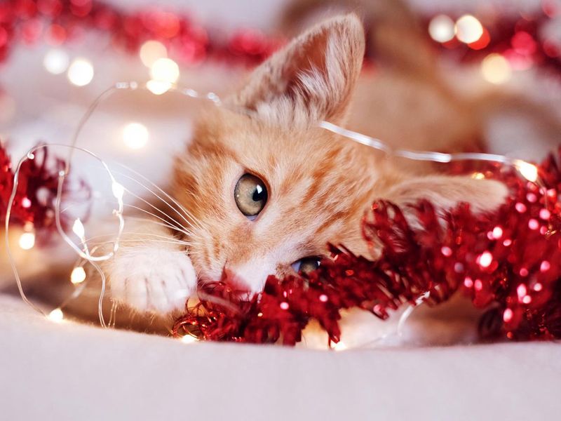 Ginger cat with big beautiful eyes, playing with tinsel