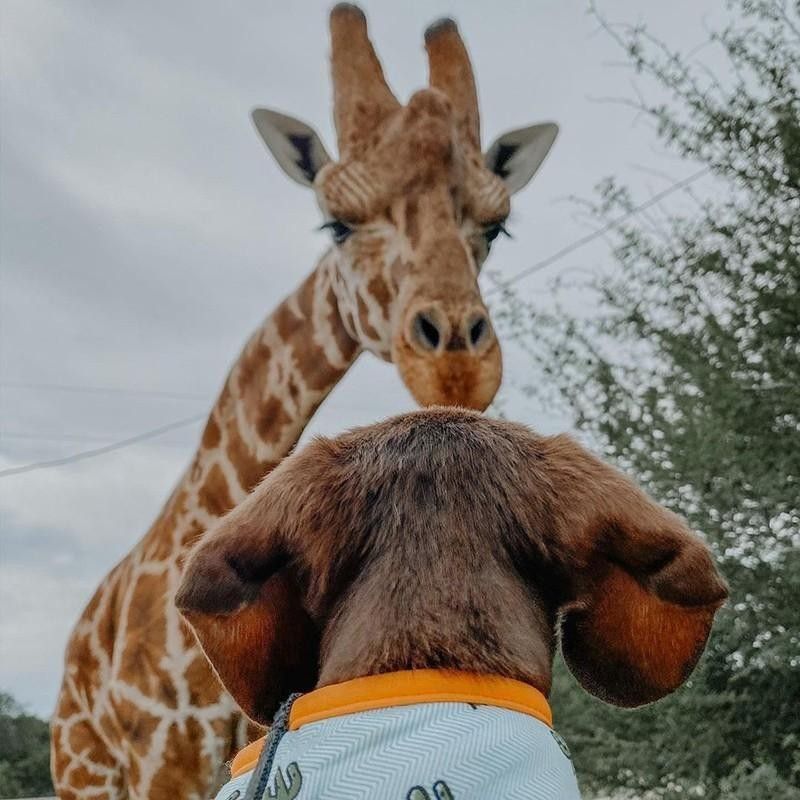 Giraffe and dog