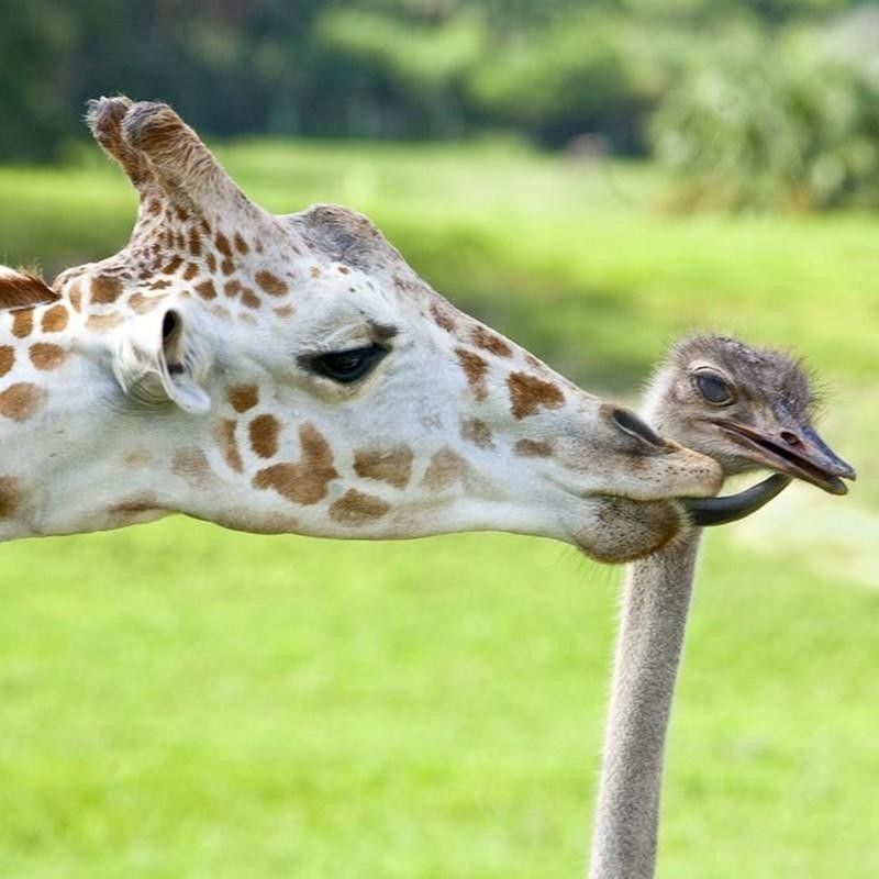 Giraffe and friend