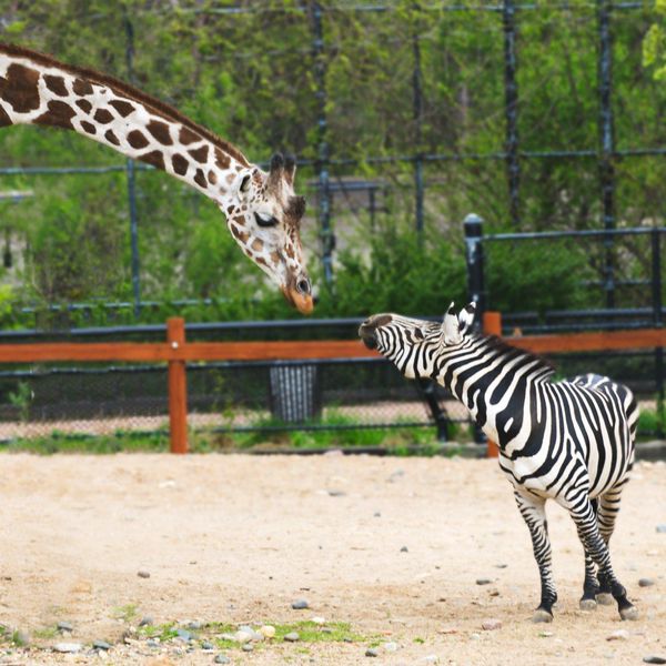 Why Visiting the Como Zoo Is Totally Worth It