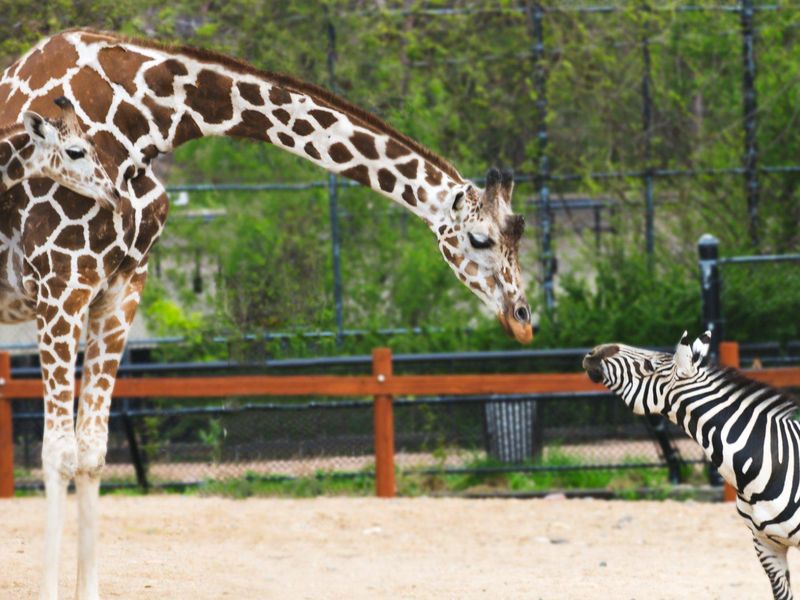 Giraffe and zebra at Como Park Zoo & Conservatory