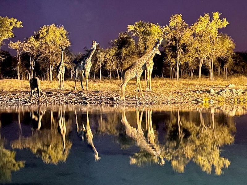 Giraffe at Etosha National Park in Kunene Region, Namibia