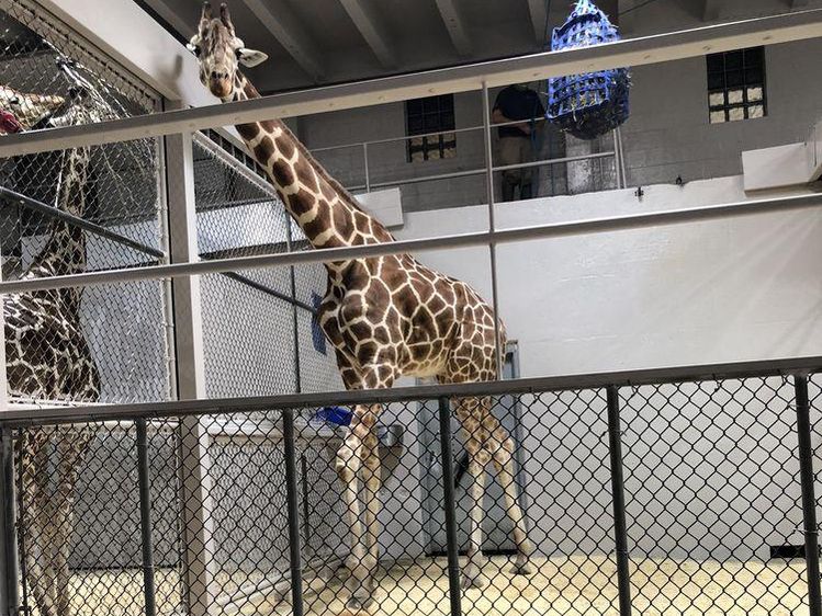 Giraffe at Topeka Zoo