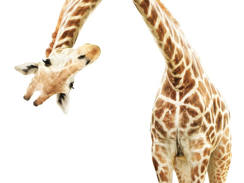 Giraffe face head hanging upside down