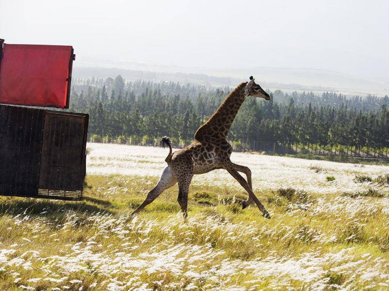 Giraffe is relocated and released into the wild