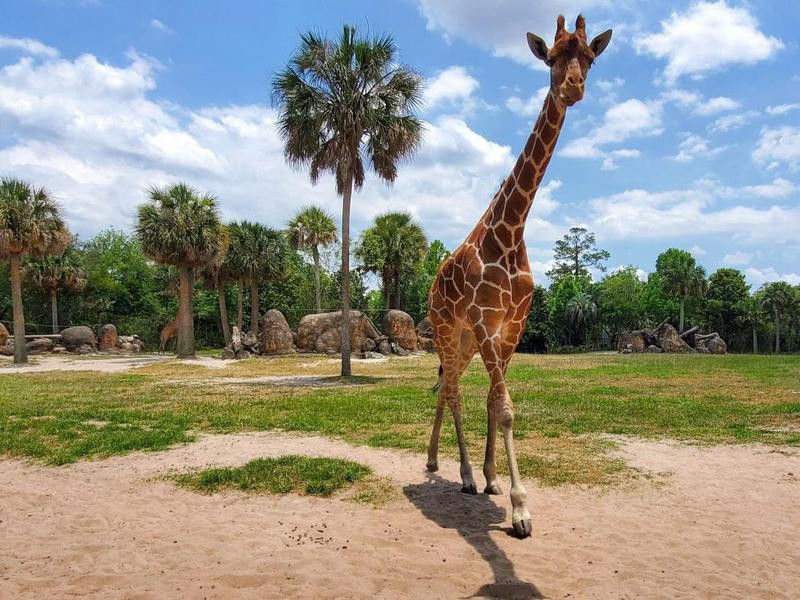 Giraffe walking in zoo
