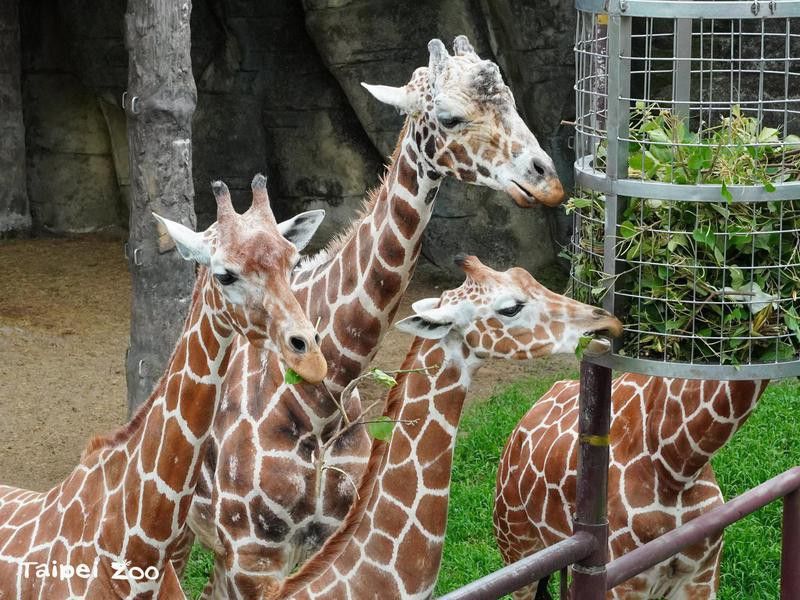 Giraffes at Taipei Zoo