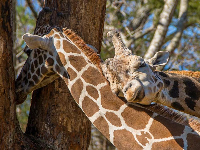 Giraffes cuddling