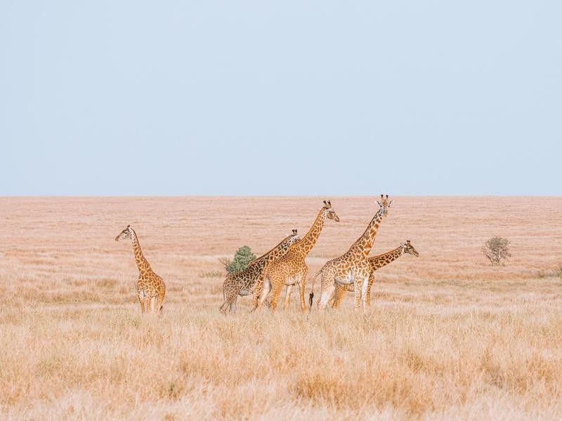 Giraffes Explore the Plains