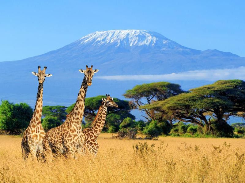 Giraffes with Mount Kilimanjaro, Kenya