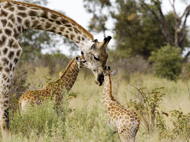 30 of the Best and Worst Animal Moms on the Planet | FamilyMinded