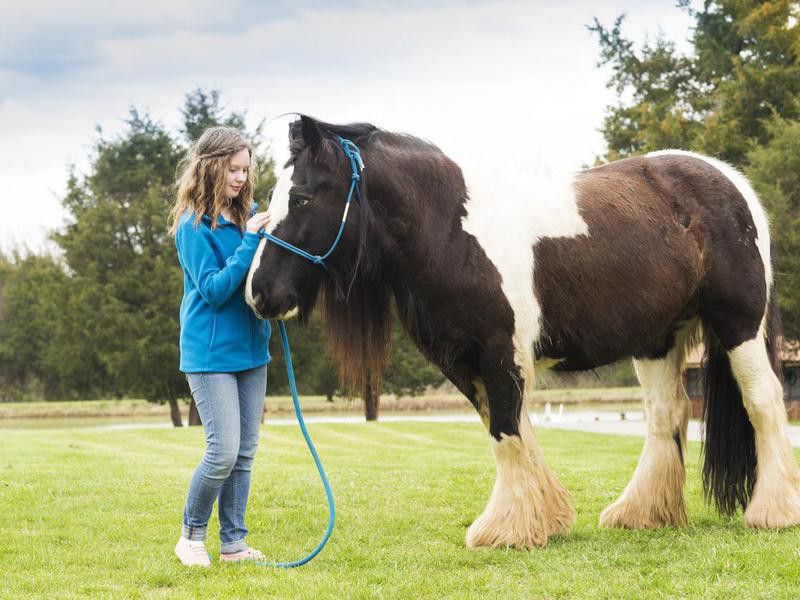 Girl and Gypsy Vanner horse